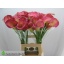 product/img.floraplaza.nl/LZANCAND7-LIVE_fotos-0xA2FE8C535616E7CF92BDC078117326E4A46C6D17.jpg