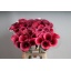product/img.floraplaza.nl/LZANCAPP7-LIVE_fotos-0xA337CCADAA655A58462D6FE475A54315FB759EB6.jpg product/img.floraplaza.nl/LZANCAPP7-LIVE_fotos-0xA337CCADAA655A58462D6FE475A54315FB759EB6.jpg