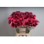 product/img.floraplaza.nl/LZANCAPP7-LIVE_fotos-0xE8C290D59F3408E479F5AE3CE2B7E513DC87EFA0.jpg product/img.floraplaza.nl/LZANCAPP7-LIVE_fotos-0xE8C290D59F3408E479F5AE3CE2B7E513DC87EFA0.jpg