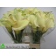 product/img.floraplaza.nl/LZANCAPR7-LIVE_fotos-0xB79FE7EDAF3A00F8A0F4E7CF51735DDA9D304FE9.jpg