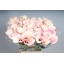 product/img.floraplaza.nl/LZANCAPR7-LIVE_fotos-0xC817D3E46514D072332C872244AA96C2FB5E1925.jpg
