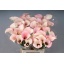 product/img.floraplaza.nl/LZANCAPR7-LIVE_fotos-0xD4BCF9E6FAC97A4D07EDF1E813A9192F2EDECECE.jpg