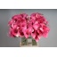 product/img.floraplaza.nl/LZANCAPROM8-LIVE_fotos-0x4C448CADA4D4B77DD145D5758C8443EF65BDABB0.jpg