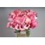 product/img.floraplaza.nl/LZANCAPROM8-LIVE_fotos-0x7F850506F8CF92209D3E411F46E44D00DFCF1D2F.jpg