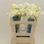 product/img.floraplaza.nl/LZANCAPV55-LIVE_fotos-0xAB61F5FD73B1AEBE027960EF9453BD0E6F3B04DD.jpg