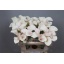 product/img.floraplaza.nl/LZANCAPV55-LIVE_fotos-0xEC955CAF35E9DDF1CEC79B102CD7095BB94AFE16.jpg