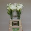 product/img.floraplaza.nl/LZANCRYB7-LIVE_fotos-0xE925311BCDF51105750206CA880D053E90813FFA.jpg