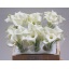 product/img.floraplaza.nl/LZANCRYSB4-LIVE_fotos-0xDAF44BC5CEE01E453B6B0CA0FD7682364E08F7F8.jpg