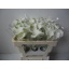 product/img.floraplaza.nl/LZANCRYSB5-LIVE_fotos-0x966B0F3DBE38D917750490460E59A73D3BEB9F01.jpg