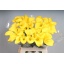 product/img.floraplaza.nl/LZANGOL6-LIVE_fotos-0x894B55EAD24F4D318BED40626307EB095F71BBA9.jpg