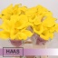 product/img.floraplaza.nl/LZANGOL6-LIVE_fotos-0x9B9C8F9D21D5C29D886A65CE5DB4C2C49656B27D.jpg