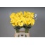 product/img.floraplaza.nl/LZANGOL7-LIVE_fotos-0xEC980CFC5590AB775BE666A3BB604538F333E4F8.jpg