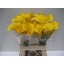 product/img.floraplaza.nl/LZANGOLM6-LIVE_fotos-0xD9E4B40E5DC67A7A73FFC6ECC22733BFFA2DDB8B.jpg