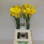 product/img.floraplaza.nl/LZANGOLM7-LIVE_fotos-0x95D0F49432162F7F47C0D49E6FAA677777FE40A8.jpg