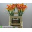 product/img.floraplaza.nl/LZANMORS6-LIVE_fotos-0x2198FD357C43D45C4178E3CBD4F2D0C656276704.jpg