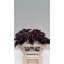 product/img.floraplaza.nl/LZANODE5-LIVE_fotos-0xA413FFD77BDDBEABBE9E033C9BB27D92E57E3C8D.jpg