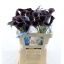 product/img.floraplaza.nl/LZANODE55-LIVE_fotos-0x43178844558BFEE8A22D1ACE2A2BCCE04DA98B5D.jpg