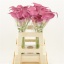product/img.floraplaza.nl/LZANPIJ6-LIVE_fotos-0x4A2544C946BBFE2F8346EC809D0C65925180C215.jpg
