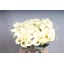 product/img.floraplaza.nl/LZANSNO6-LIVE_fotos-0xEBD782306182F2834AA9FD9405AE9DA147E5BF87.jpg