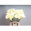 product/img.floraplaza.nl/LZANSNO65-LIVE_fotos-0x982F71A069246704474FC9706F2DF64DDB1DD4E8.jpg