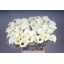 product/img.floraplaza.nl/LZANSNO7-LIVE_fotos-0x526E2CDC63D45F39D736644986554952A466E2D0.jpg