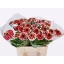 product/img.floraplaza.nl/LZIN4ELE-LIVE_fotos-0xE421B18E02B81220886228A0AF87C29F98DE268C.jpg