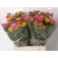 product/img.floraplaza.nl/LZIN4ELE-LIVE_fotos-0xEA3786CA133543D2960F0900A5B920B00D849C4D.jpg