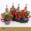 product/img.floraplaza.nl/MAN21BELR-LIVE_fotos-0x162ECEF6E26BC565220A7227CA622FB7770ACC67.jpg