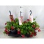product/img.floraplaza.nl/MAN21BELR-LIVE_fotos-0x5CEE88B81DF069C4EC1E5D84E28D19688114290E.jpg