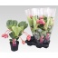 product/img.floraplaza.nl/MED14LAM-LIVE_fotos-0x5F52355FC2C7B5615318E9D7FB755038637F6259.jpg