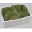 product/img.floraplaza.nl/MOSS-ASSORTI_fotos-gcon-GCON Mos plat.JPG