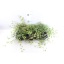 product/img.floraplaza.nl/MUEL11-LIVE_fotos-0xD56F1FCFE0C29C62B2BFE65DC3F19E3244DF9453.jpg