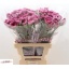 product/img.floraplaza.nl/NEQHYPP-LIVE_fotos-0xEAFCD89E444014062624A37433D4B34190EC367B.jpg