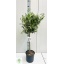 product/img.floraplaza.nl/OLE22-LIVE_fotos-0x430ED19BF64FA896995AA4DCEEC94F996E0A8F11.jpg