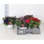product/img.floraplaza.nl/PET21-LIVE_fotos-0x4EF71BF7719127FE33EA3C58EE52C1393F1ECF70.jpg