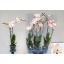 product/img.floraplaza.nl/PHA12-LIVE_fotos-0x18E2CD7B4052130154C7F0DBD09CF76C2F3313D8.jpg