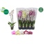 product/img.floraplaza.nl/PHA12-LIVE_fotos-0xE6D90CA18EEDEDCBF26181B947B2BD539E8F7353.jpg