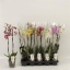 product/img.floraplaza.nl/PHA122-LIVE_fotos-0xBA77A1279B873D75549DE642233BB7D04EB3F7A4.jpg