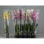 product/img.floraplaza.nl/PHA122M-LIVE_fotos-0x2D0541FE215D1B4C9F3C4FA0A1047E2251451651.jpg
