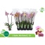 product/img.floraplaza.nl/PHA122M-LIVE_fotos-0x3CBE7034A29D65A93CE8398437F55D6CADA61523.jpg