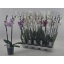 product/img.floraplaza.nl/PHA122M-LIVE_fotos-0xC456203E3A17BCC23929E885A99F1C014EF950C5.jpg