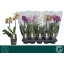 product/img.floraplaza.nl/PHA12MF-LIVE_fotos-0xF4F90FEE15A7508EBB161CC74830976DFD04644F.jpg
