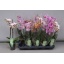 product/img.floraplaza.nl/PHA12MF-LIVE_fotos-0xFA74D7E8D2BA9850C0BE559E4E12876868543FF0.jpg