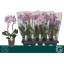 product/img.floraplaza.nl/PHA12MF-LIVE_fotos-0xFDFA283A2812C8631C2D0AF075BCEFDBA3D56B97.jpg