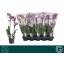 product/img.floraplaza.nl/PHA12MF2-LIVE_fotos-0x5CC1A277206D0AD198DE73EF10EA6CA758B81B75.jpg
