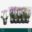 product/img.floraplaza.nl/PHA12MF2-LIVE_fotos-0x9DDFE2EBE7DA15C025F9A8CBFA8C420B59ED2BD4.jpg