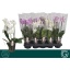 product/img.floraplaza.nl/PHA12MF3-LIVE_fotos-0xAE14AD617421AA7CCB09613F1E8007A7D6568050.jpg