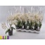 product/img.floraplaza.nl/PHA12MFVAL-LIVE_fotos-0xC4B217FBEE6A2EE7EFCACB36B631EAE2B722331F.jpg
