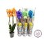 product/img.floraplaza.nl/PHA2ÕV12-LIVE_fotos-0xFE920EF5CC41227F16B75AE0697DF4BDF3311EA8.jpg