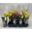 product/img.floraplaza.nl/PHA9-LIVE_fotos-0xD50A6EDAAAEB8754C16957EFEFEC85CC2D91269E.jpg